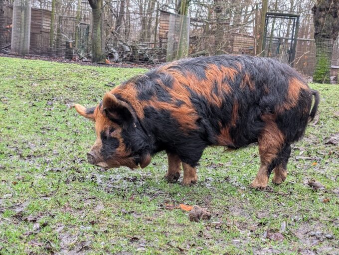 Lemsdale Te Whangi IV, Roepnaam: Guust (Noord-Brabant)