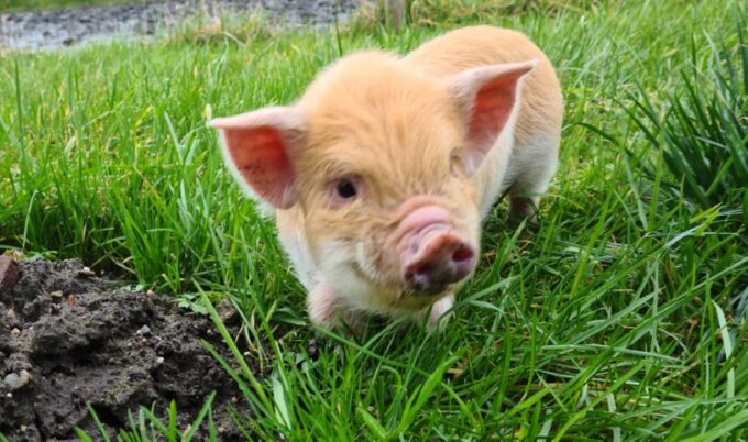 Biggetje te reserveren (Noord-Brabant) - Afbeelding 3