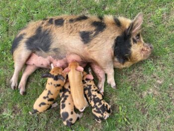 Biggetjes te reserveren (provincie Utrecht)
