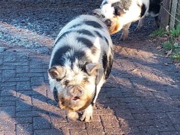 4 varkens op zoek naar nieuw huisje