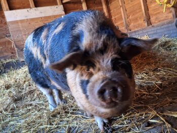 Hoeve Klein Mariendaal ANDREW 10, Roepnaam: Lou (Gelderland)