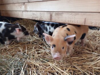 Biggetjes in Nieuw-Lekkerland