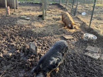 Nieuw huisje gezocht