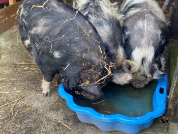 Trio volwassen varkens op zoek naar een nieuw huis