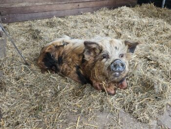 Annie en Maartje zoeken een nieuwe huis