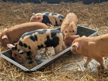 Kune Kune biggen te koop/reserveren