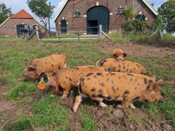 Vier borgjes te koop!